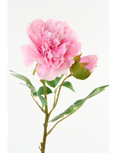 PIVOINE