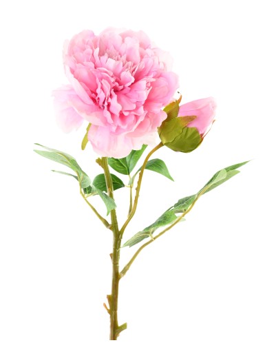 PFINGSTROSE