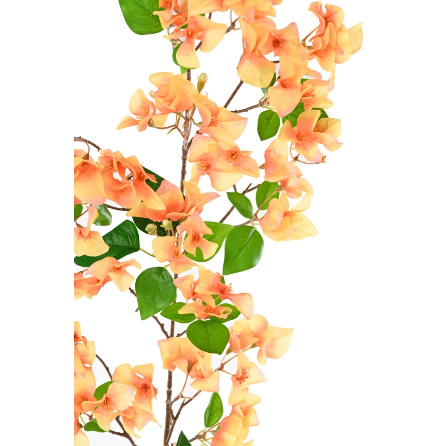 BOUGAINVILLEA-ZWEIG 1M15