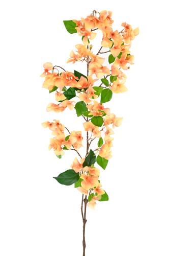 BOUGAINVILLEA-ZWEIG 1M15