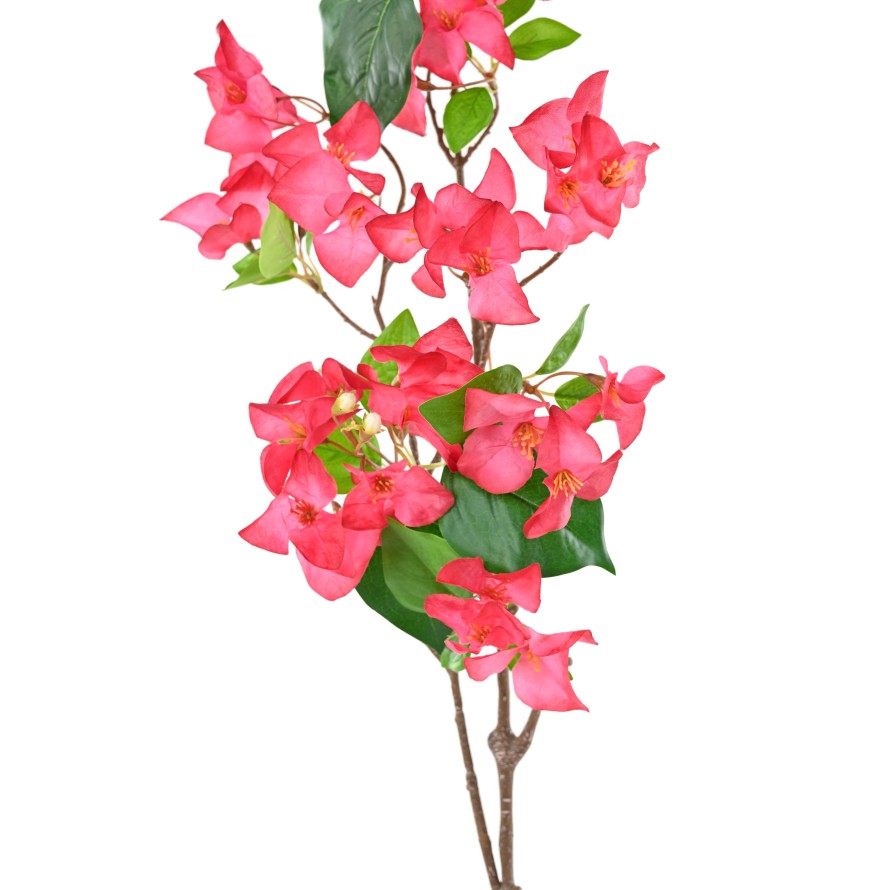 BOUGAINVILLEA-ZWEIG 1M15