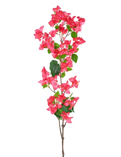 BOUGAINVILLEA-ZWEIG 1M15