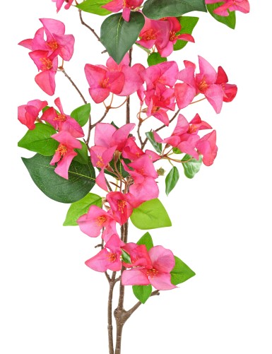 BOUGAINVILLEA-ZWEIG 1M15