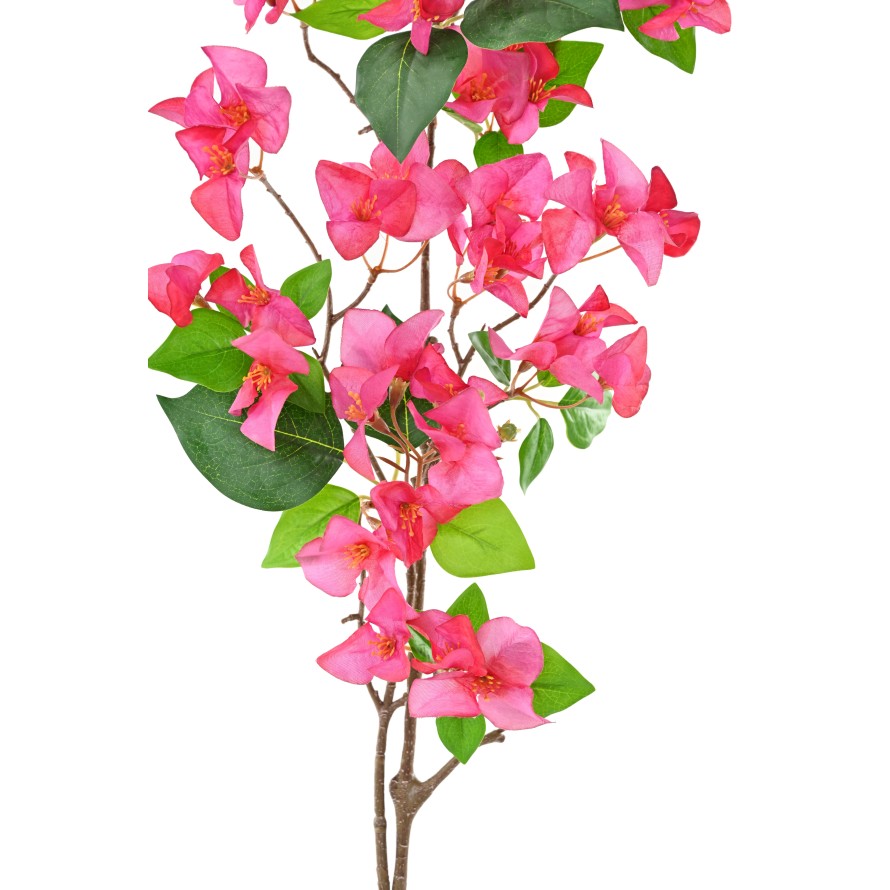 BOUGAINVILLEA-ZWEIG 1M15