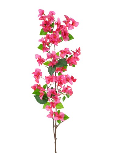 BOUGAINVILLEA-ZWEIG 1M15