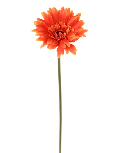 GERBERA