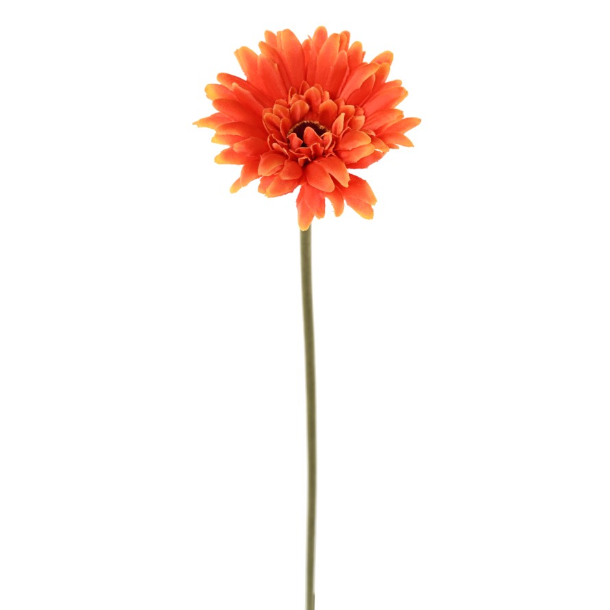 GERBERA