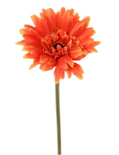 GERBERA