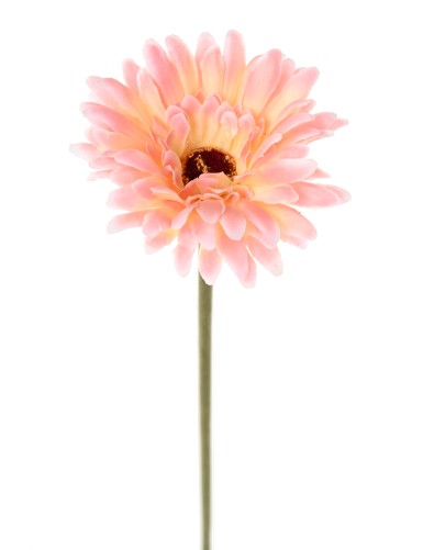 GERBERA