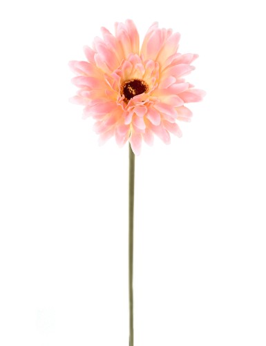 GERBERA