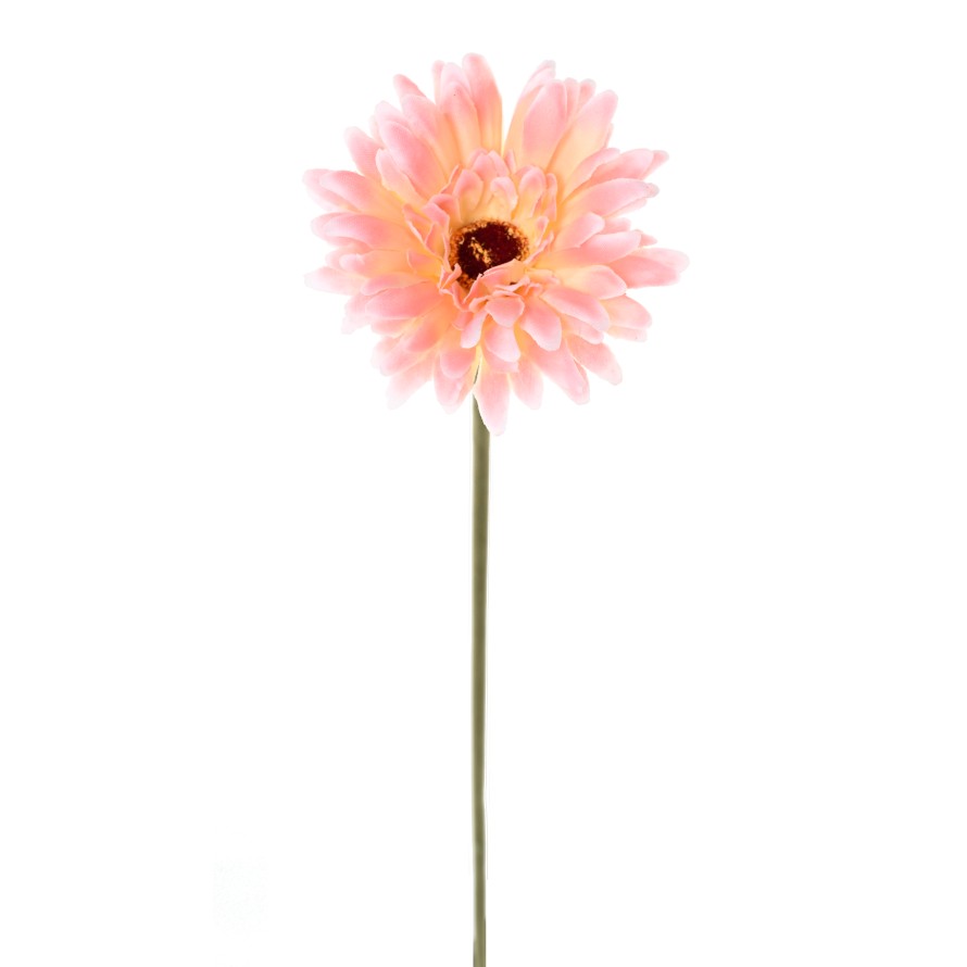 GERBERA