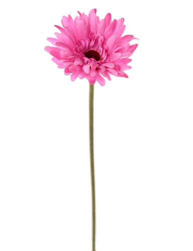 GERBERA