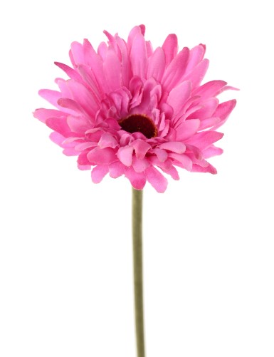 GERBERA