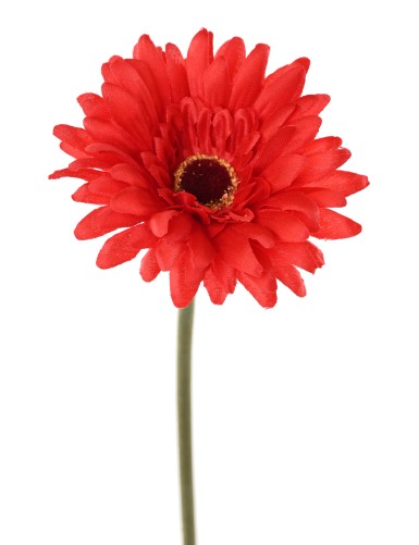 GERBERA