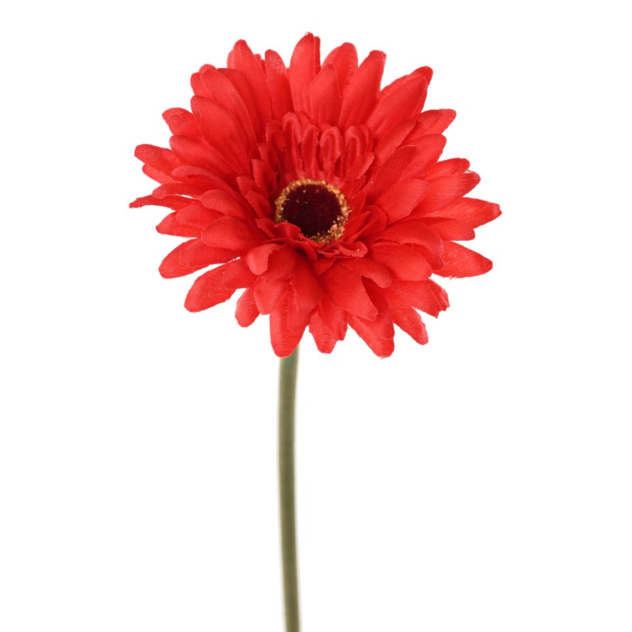 GERBERA