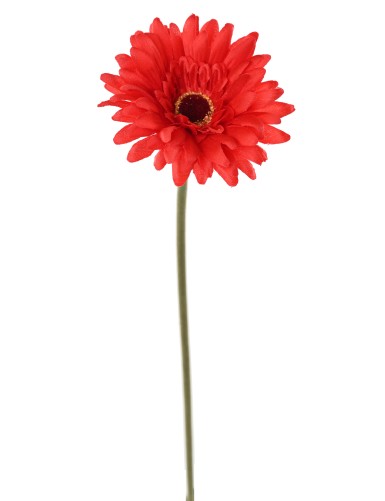GERBERA