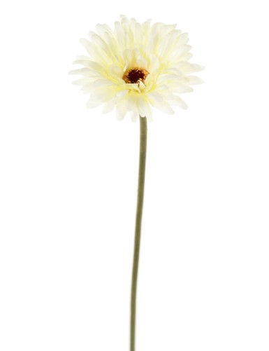 GERBERA