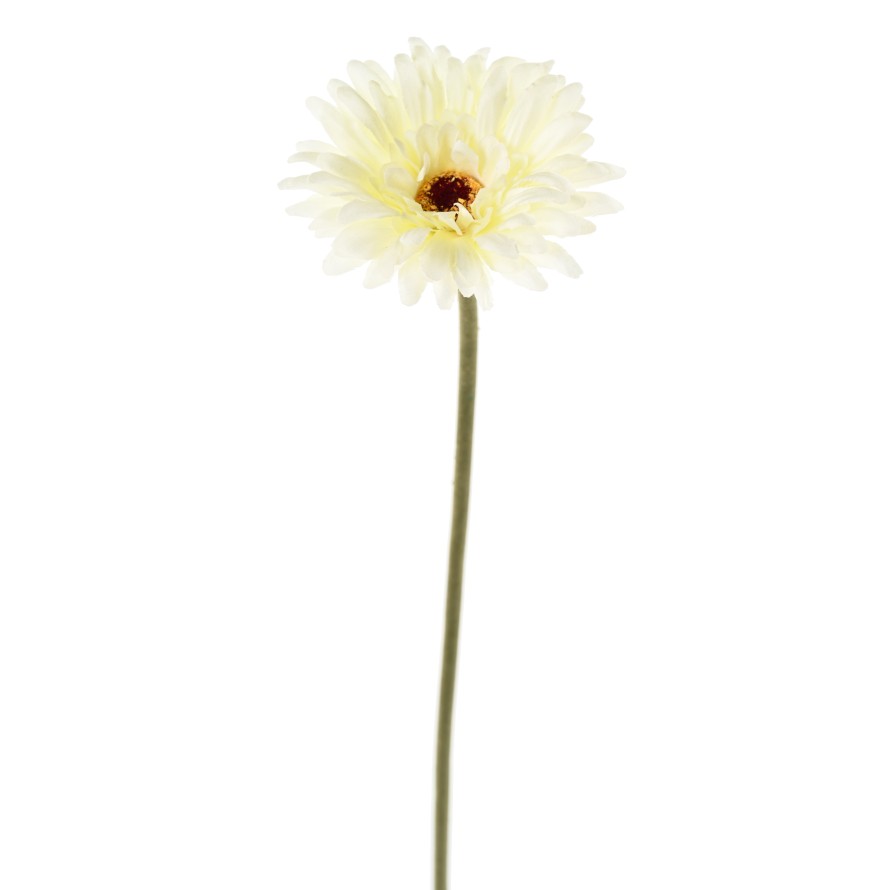 GERBERA