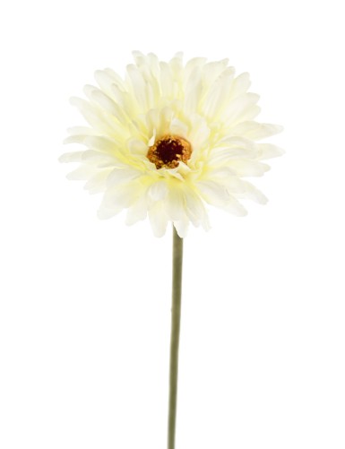 GERBERA