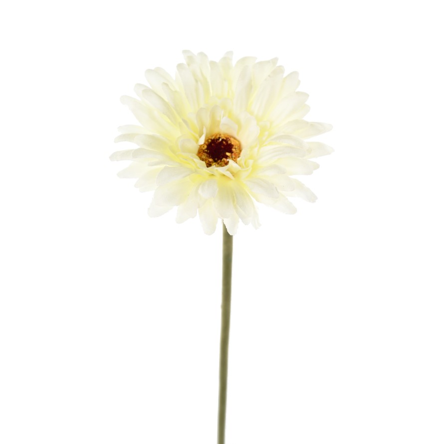 GERBERA