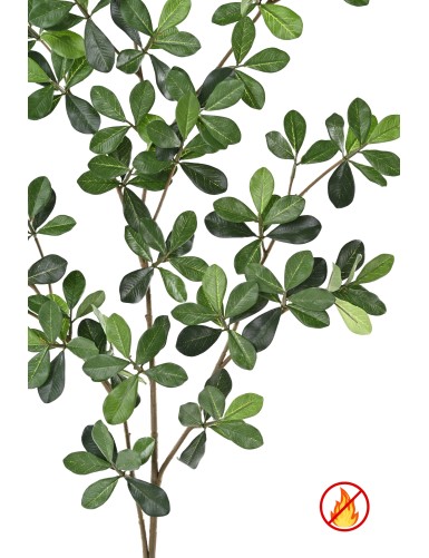 FIKUS BLACK OLIVE ORIENTAL ZWEIG FR – Feuerbeständig