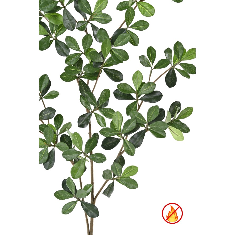 FICUS BLACK OLIVE ORIENTAL RAMA FR - Resistente al fuego