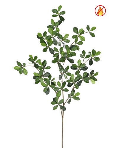 FIKUS BLACK OLIVE ORIENTAL ZWEIG FR – Feuerbeständig