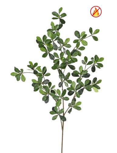 FIKUS BLACK OLIVE ORIENTAL...