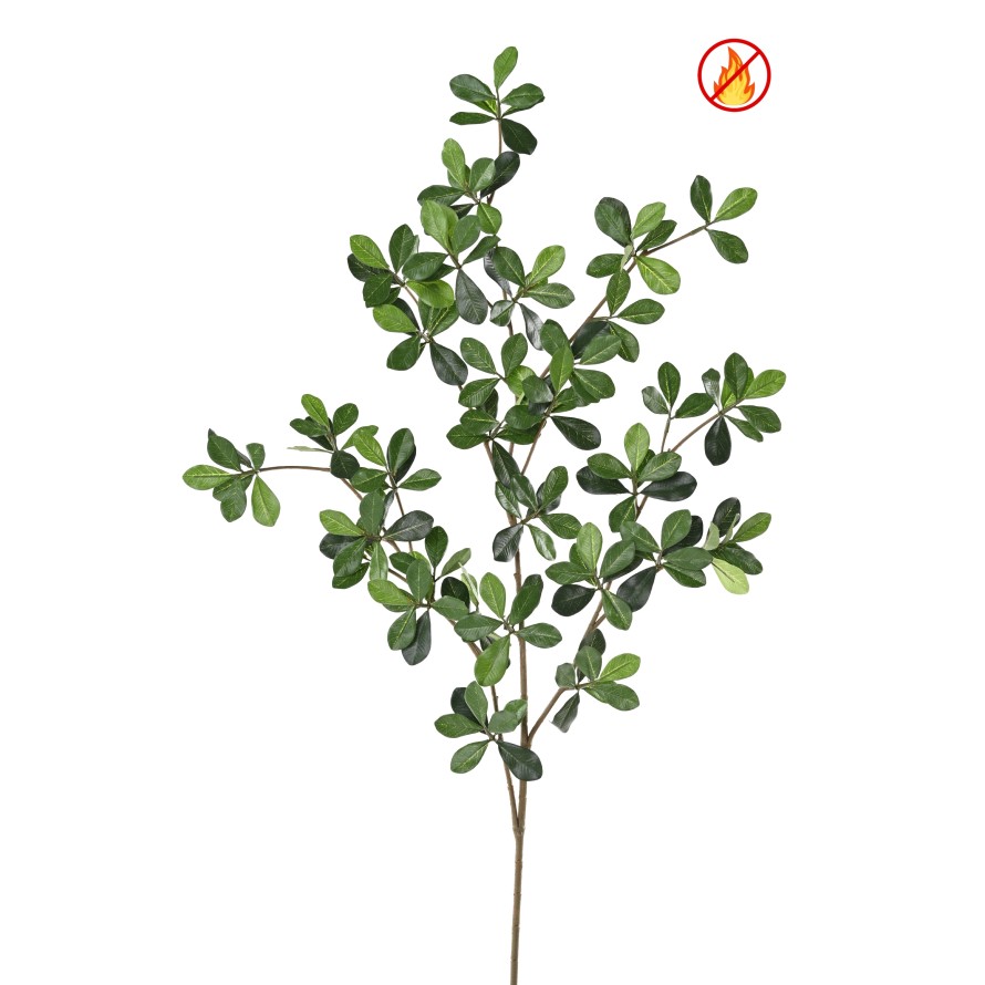 FICUS BLACK OLIVE ORIENTAL SPRAY FR - Fire Resistant