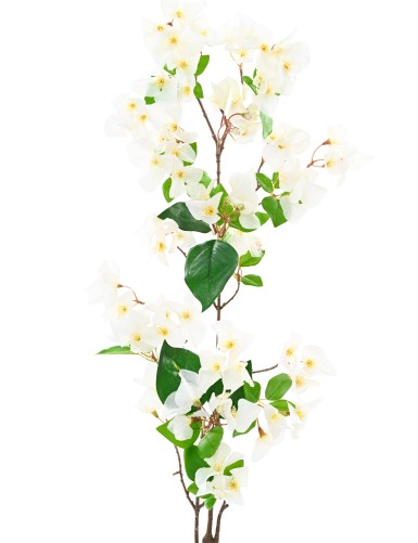BOUGAINVILLEA-ZWEIG 1M15