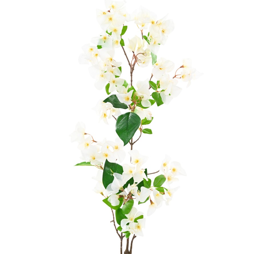 BOUGAINVILLEA SPRAY 1M15