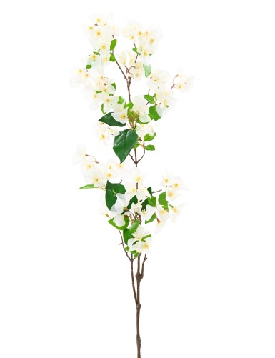BOUGAINVILLEA-ZWEIG 1M15