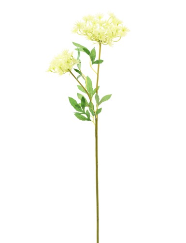 DAUCUS 76