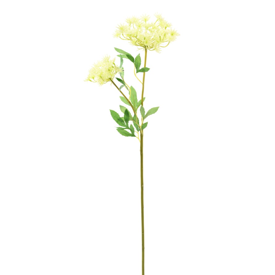DAUCUS 76