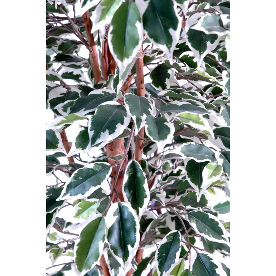 FICUS SINGLE TRUNK LL