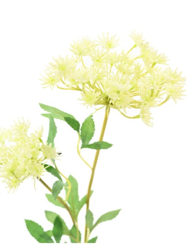 DAUCUS 76