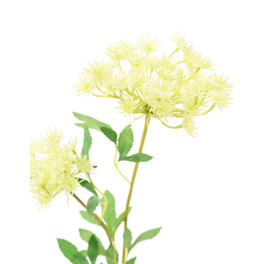 DAUCUS 76