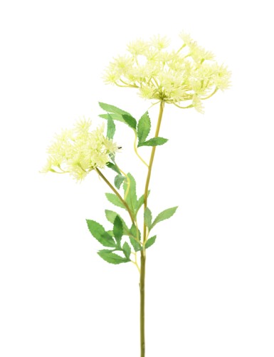 DAUCUS 76
