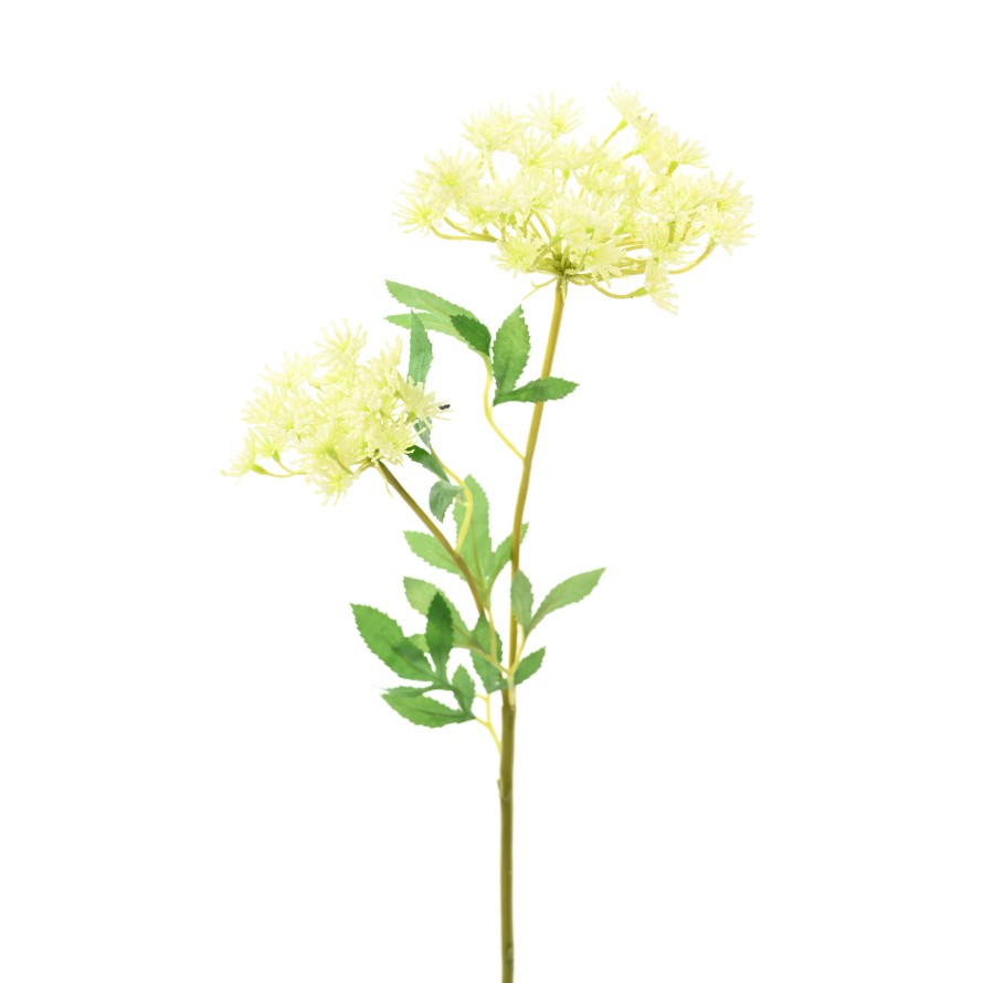 DAUCUS 76