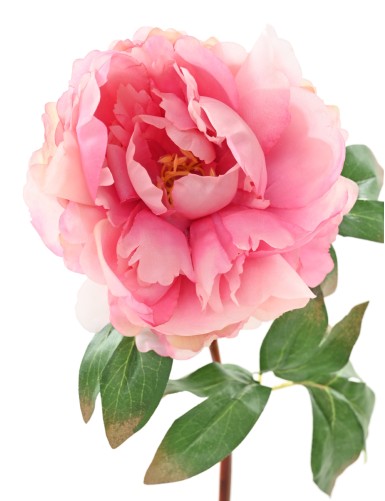 PEONY 68