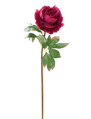 PEONY 68