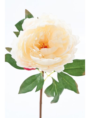 PEONÍA 68