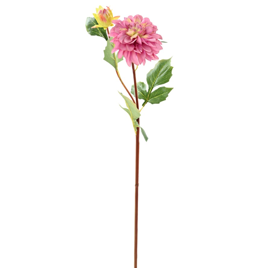 PFINGSTROSE KNOSPEN 82