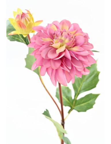 DALIA REDONDA 68