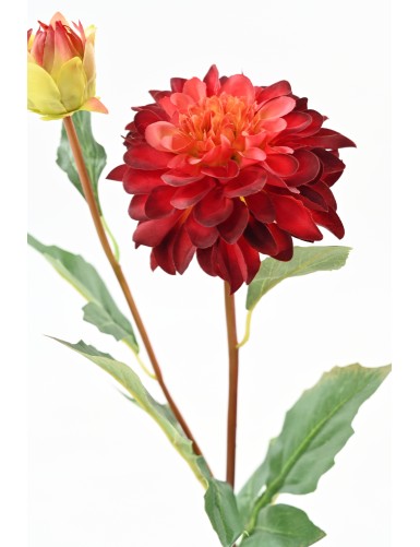 DALIA REDONDA 68