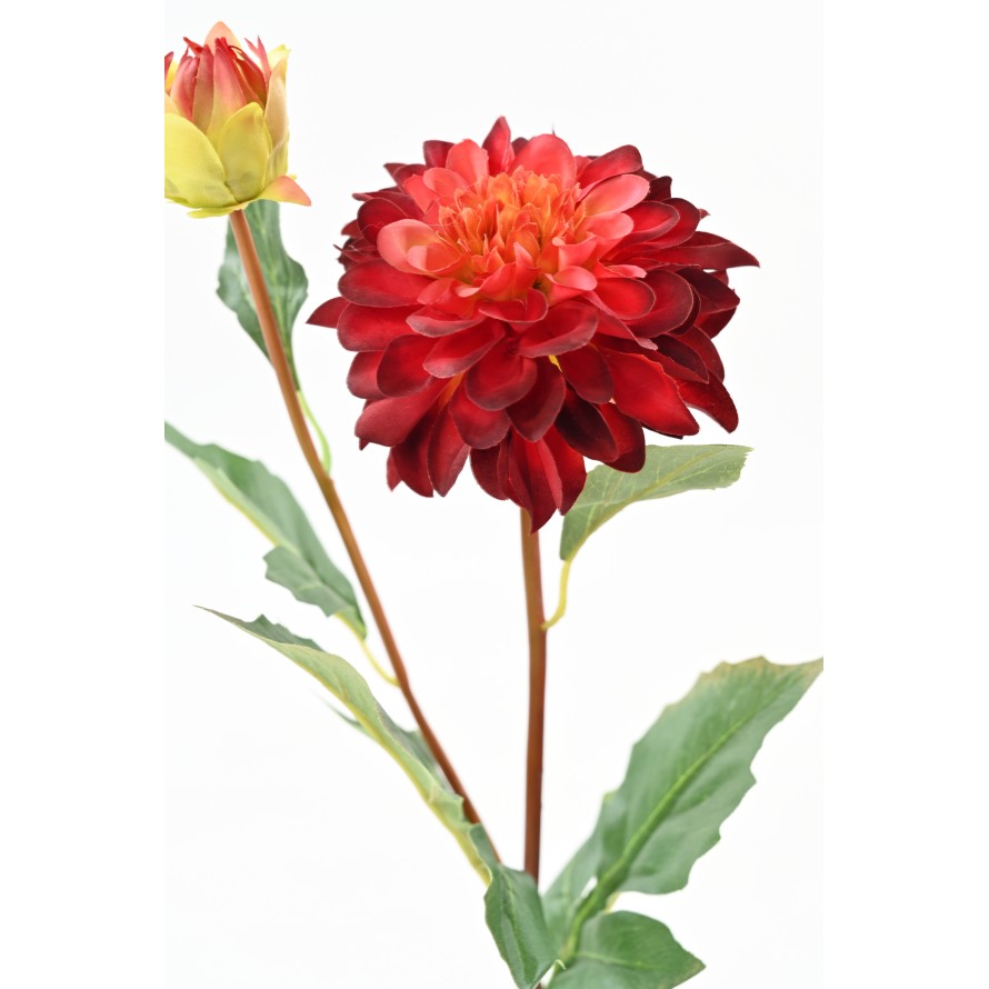DAHLIA ROUND 68