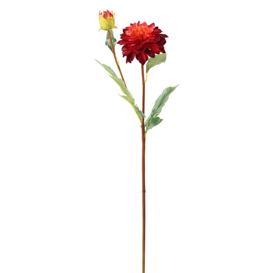 DALIA REDONDA 68