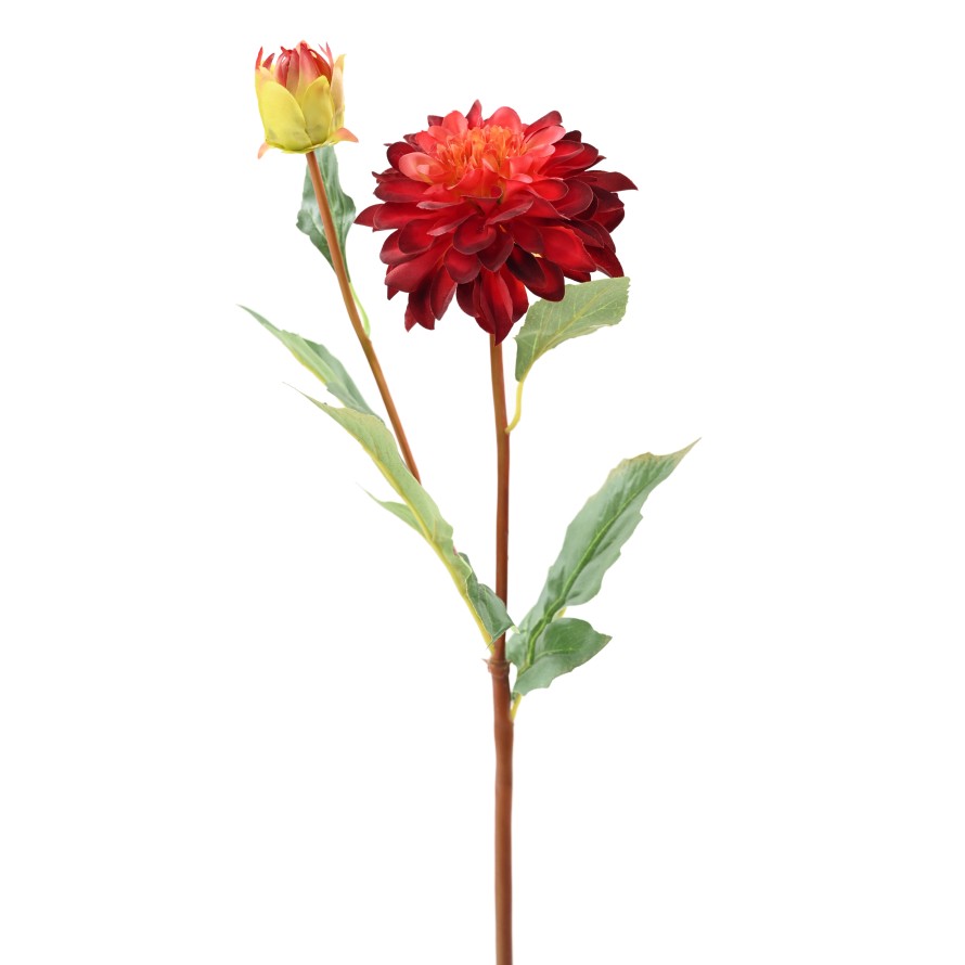 DALIA REDONDA 68