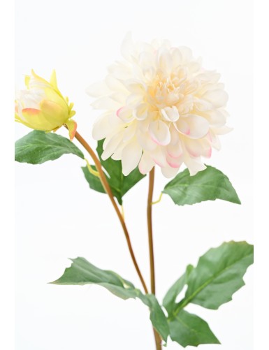 DALIA REDONDA 68