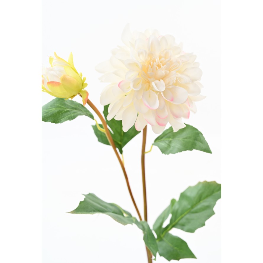 DAHLIA RUND 68